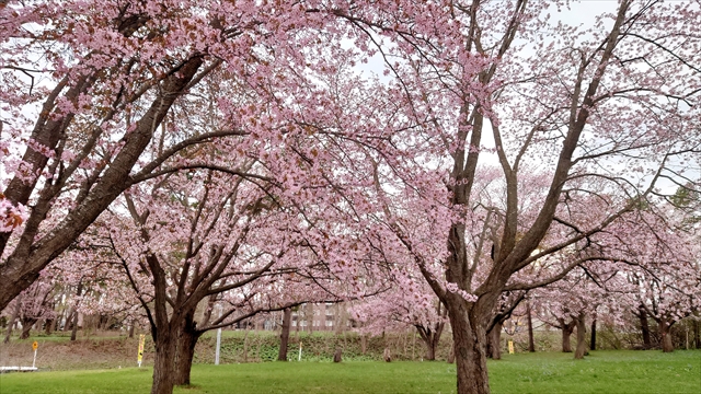 北海道立図書館の桜