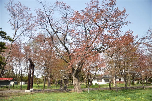 野幌神社の桜
