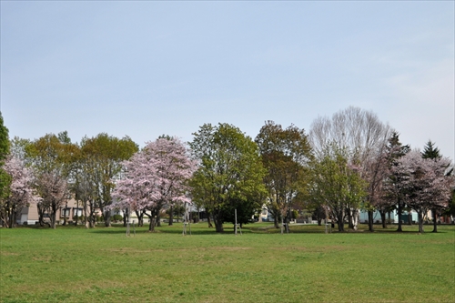 大麻東公園の桜と芝生
