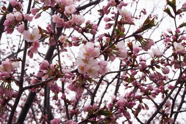 大麻地区の桜開花