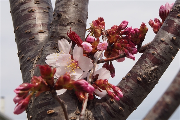 エゾヤマザクラ花と幹