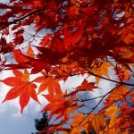 野幌グリーンモール紅葉