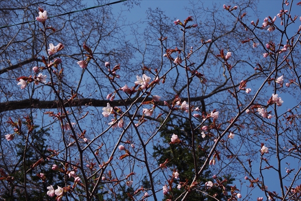 錦山天満宮の桜