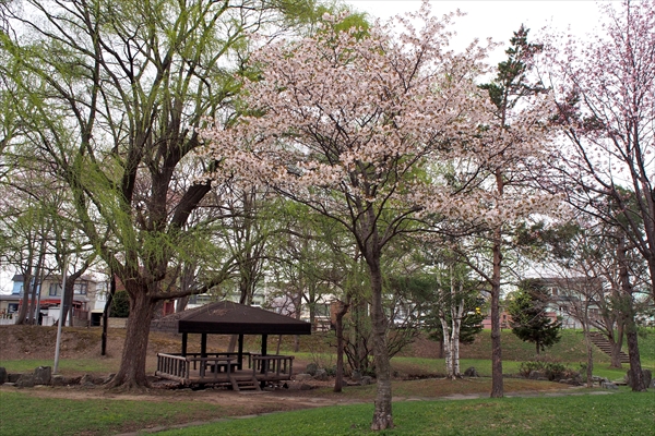 錦町公園の桜・柳・シラカバ