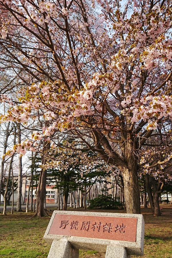 野幌開村緑地の桜2018