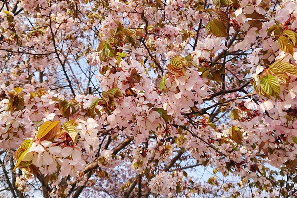 野幌開村緑地の桜2018