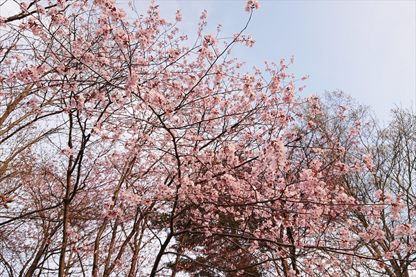 錦山天満宮の桜2018