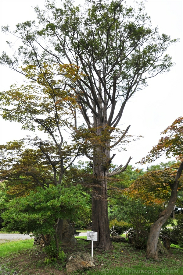 江別市保存樹木・イチイの木