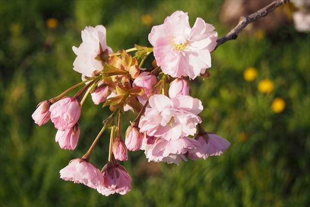 八重桜