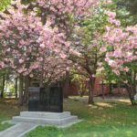 子供盆おどり唄歌碑と八重桜