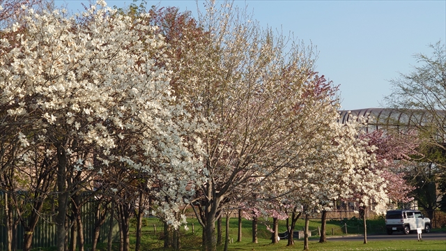 ぽっぽ公園横の緑地