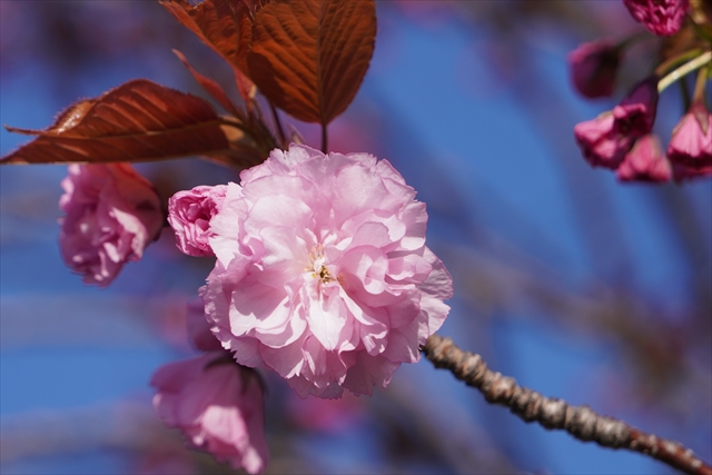八重桜（ヤエザクラ）