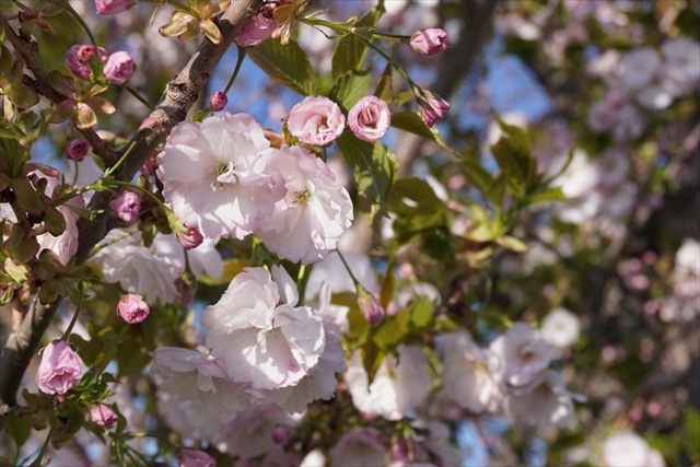 白い花の八重桜（ヤエザクラ）