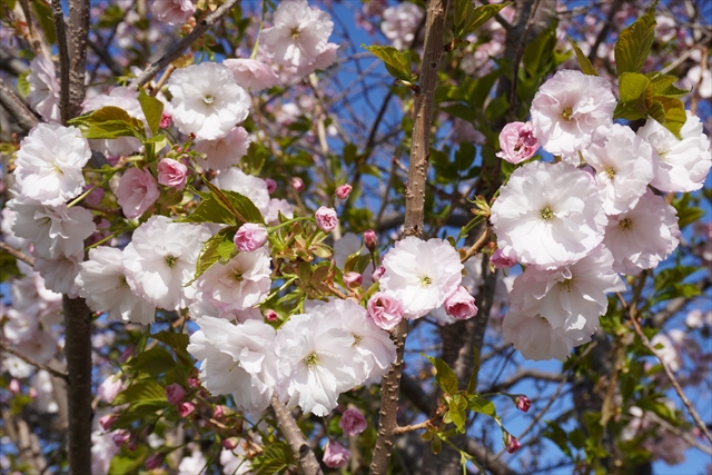 白い花の八重桜（ヤエザクラ）