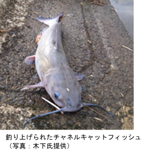 特定外来生物チャネルキャットフィッシュ（通称：アメリカナマズ）