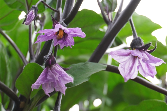 ナスの花