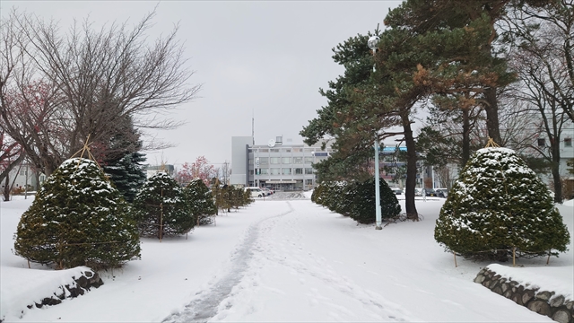 江別市役所 積雪状況（2024年11月19日）