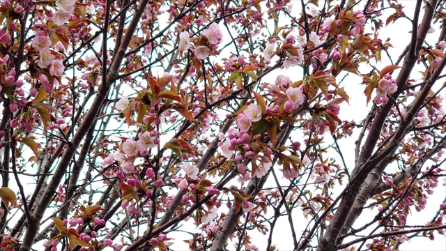 江別市の桜2025 四季の道