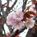 江別市の桜2025 エゾヤマザクラ開花の様子