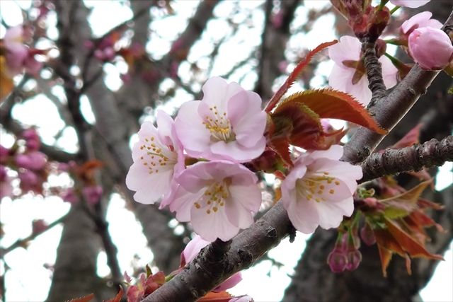 江別市の桜2025 エゾヤマザクラ開花の様子