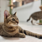 「保護猫カフェ和み猫」店内