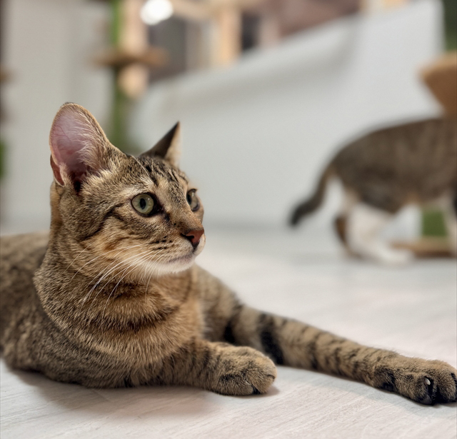 「保護猫カフェ和み猫」店内