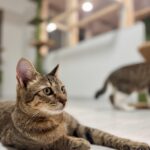 「保護猫カフェ和み猫」店内