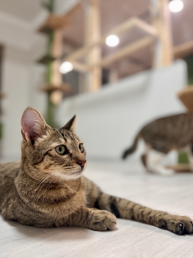 「保護猫カフェ和み猫」店内