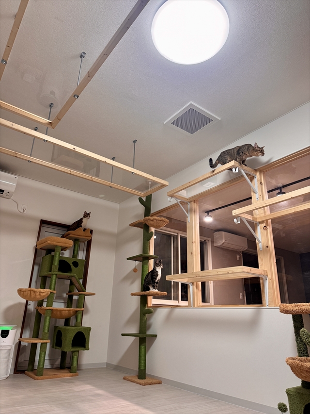 「保護猫カフェ和み猫」店内