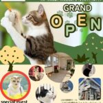 小さな保護猫カフェ＆ワークスペース 和み猫（なごみねこ）グランドオープン