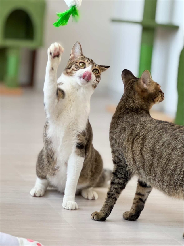 小さな保護猫カフェ&ワークスペース 和み猫(なごみねこ)店内と猫たち