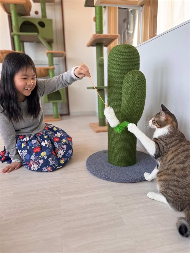 小さな保護猫カフェ&ワークスペース 和み猫(なごみねこ)店内と猫たち