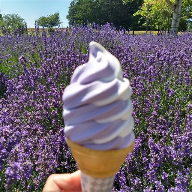 ラベンダーソフト