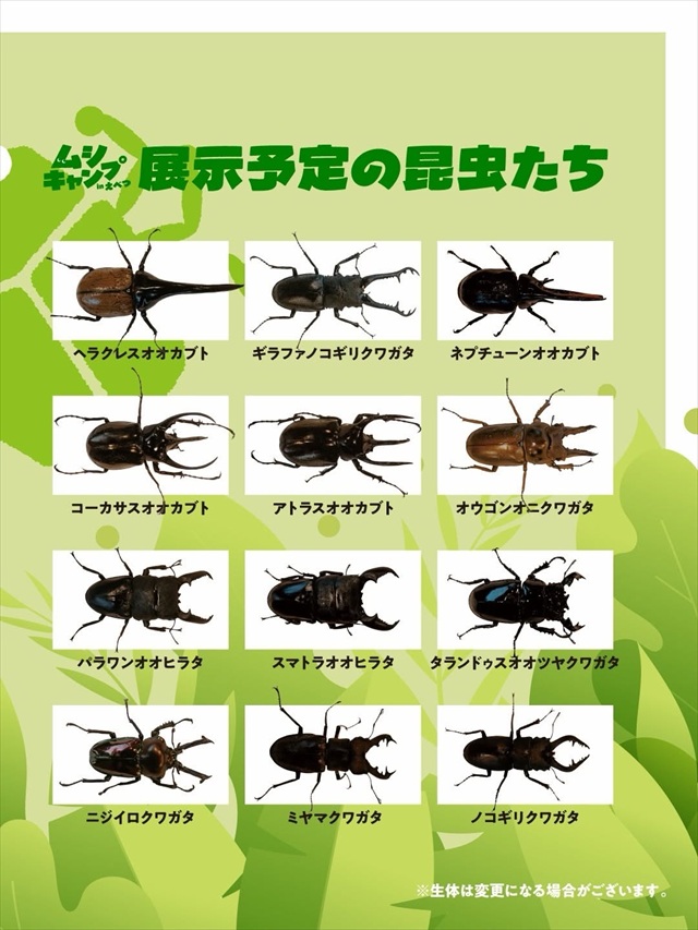 江別蔦屋書店「ムシキャンプ」2026 展示予定の昆虫たち