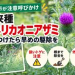 【江別市】外来種「アメリカオニアザミ」への注意呼びかけ　鋭いトゲに注意、見つけた場合の駆除・処分方法