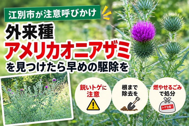 【江別市】外来種「アメリカオニアザミ」への注意呼びかけ 鋭いトゲに注意、見つけた場合の駆除・処分方法