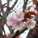 江別市の桜2025 エゾヤマザクラ開花の様子