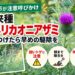 【江別市】外来種「アメリカオニアザミ」への注意呼びかけ　鋭いトゲに注意、見つけた場合の駆除・処分方法