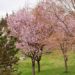 平岡公園の桜